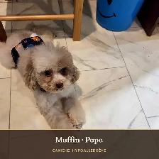 Adorables chiots Caniche × Bichon maltais (5–8 lb) Hypoallergène - Photo 3