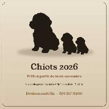 Adorables chiots Caniche × Bichon maltais (5–8 lb) Hypoallergène - Photo 4