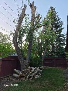 Free Firewood! - Photo 2
