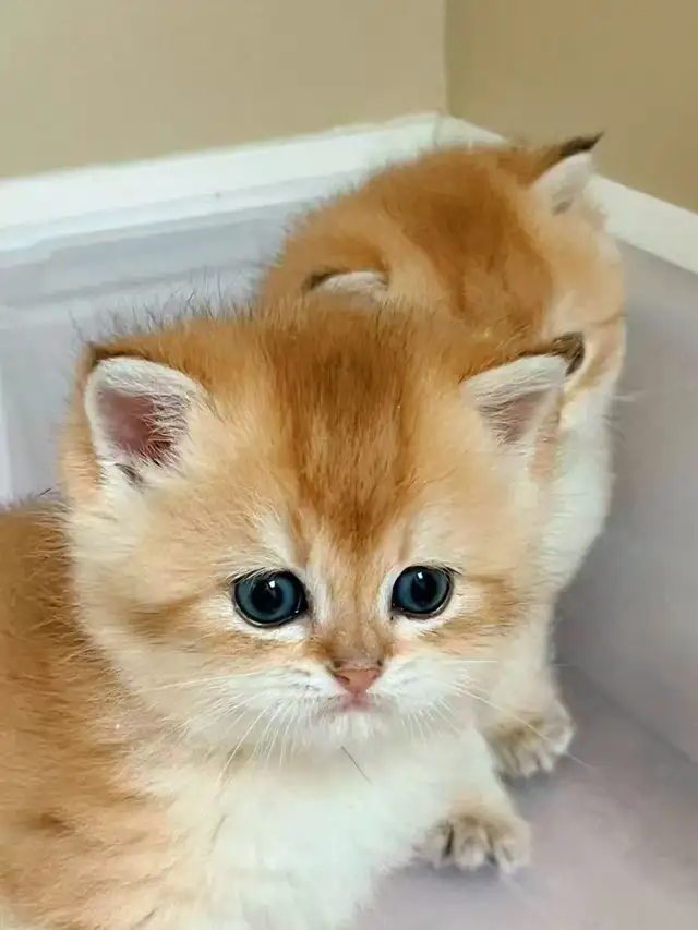 Purebred Golden Shaded British Shorthair