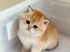 Purebred Golden Shaded British Shorthair - Photo 2