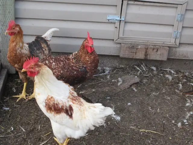Chickens for Sale
