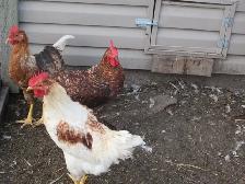 Chickens for Sale