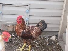 Chickens for Sale - Photo 2