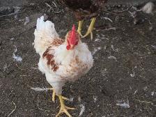 Chickens for Sale - Photo 3