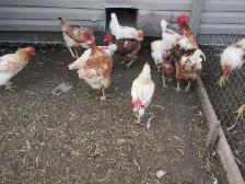 Chickens for Sale - Photo 4