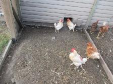 Chickens for Sale - Photo 5