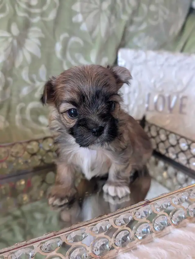 ❤️Morkies❤️ Purse Puppy Size!