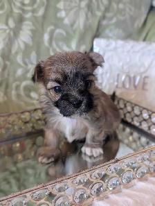 ❤️Morkies❤️ Purse Puppy Size!