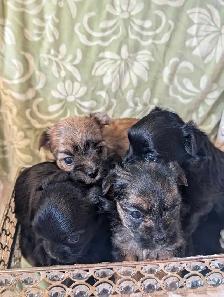 ❤️Morkies❤️ Purse Puppy Size! - Photo 2