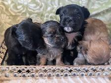 ❤️Morkies❤️ Purse Puppy Size! - Photo 3