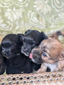 ❤️Morkies❤️ Purse Puppy Size! - Photo 4