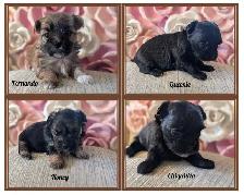 ❤️Morkies❤️ Purse Puppy Size! - Photo 5