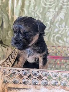 ❤️Morkies❤️ Purse Puppy Size! - Photo 6