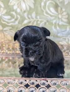 ❤️Morkies❤️ Purse Puppy Size! - Photo 7