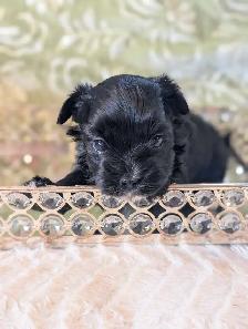 ❤️Morkies❤️ Purse Puppy Size! - Photo 8