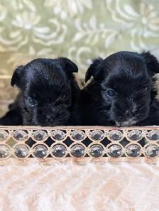 ❤️Morkies❤️ Purse Puppy Size! - Photo 9