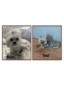 ❤️Morkies❤️ Purse Puppy Size! - Photo 10