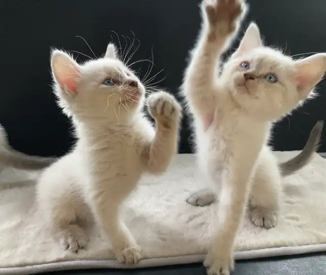 Ragdoll x Siamese Kittens