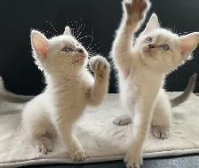 Ragdoll x Siamese Kittens