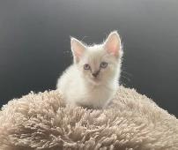 Ragdoll x Siamese Kittens - Photo 2