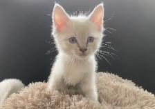 Ragdoll x Siamese Kittens - Photo 4