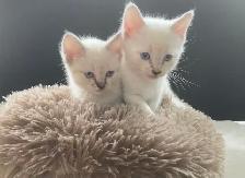 Ragdoll x Siamese Kittens - Photo 5