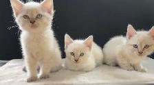 Ragdoll x Siamese Kittens - Photo 6