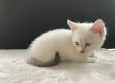 Ragdoll x Siamese Kittens - Photo 7