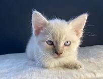 Ragdoll x Siamese Kittens - Photo 8