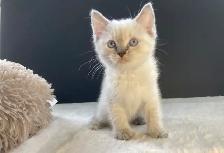 Ragdoll x Siamese Kittens - Photo 9