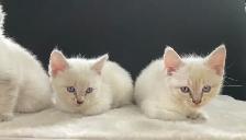 Ragdoll x Siamese Kittens - Photo 10