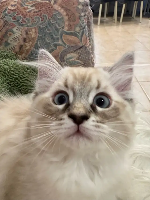 Sweet Home-Raised Ragdoll Kitten ~ Octopus