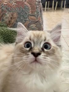 Sweet Home-Raised Ragdoll Kitten ~ Octopus