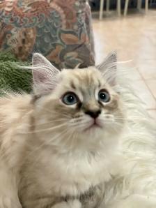 Sweet Home-Raised Ragdoll Kitten ~ Octopus - Photo 2