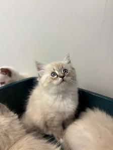 Sweet Home-Raised Ragdoll Kitten ~ Octopus - Photo 3