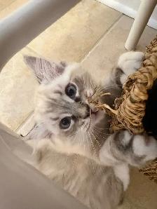 Sweet Home-Raised Ragdoll Kitten ~ Octopus - Photo 4