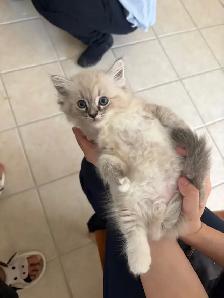 Sweet Home-Raised Ragdoll Kitten ~ Octopus - Photo 5