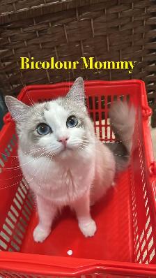 Sweet Home-Raised Ragdoll Kitten ~ Octopus - Photo 6