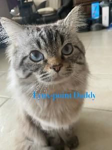 Sweet Home-Raised Ragdoll Kitten ~ Octopus - Photo 7