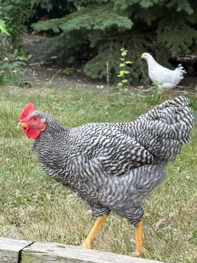 chickens
