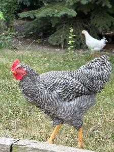 chickens