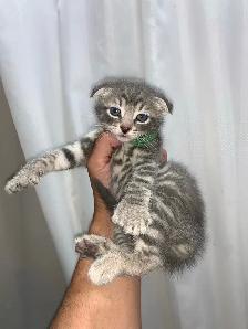 RARE SNOW  LYNX  SCOTTISH FOLD KITTEN /  lynx neige pli écossais - Photo 2