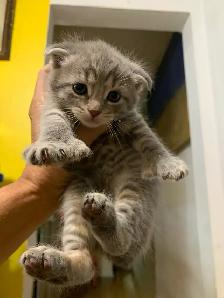 RARE SNOW  LYNX  SCOTTISH FOLD KITTEN /  lynx neige pli écossais - Photo 5