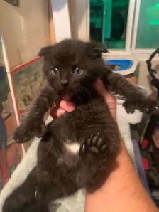 RARE SNOW  LYNX  SCOTTISH FOLD KITTEN /  lynx neige pli écossais - Photo 6