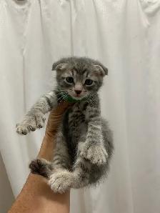 RARE SNOW  LYNX  SCOTTISH FOLD KITTEN /  lynx neige pli écossais - Photo 8