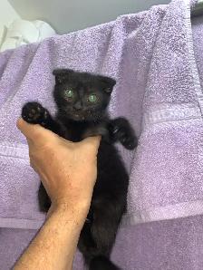 RARE SNOW  LYNX  SCOTTISH FOLD KITTEN /  lynx neige pli écossais - Photo 9