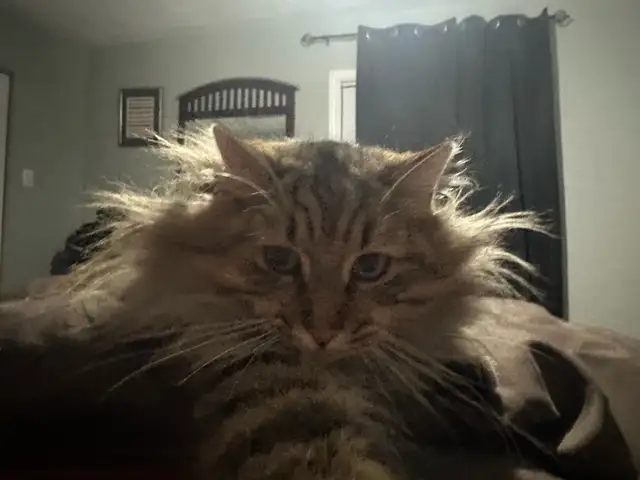 Pretty. Cat
