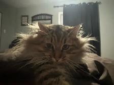 Pretty. Cat