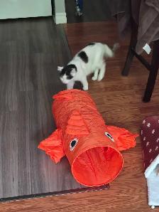 2 year old female cat available - Photo 6
